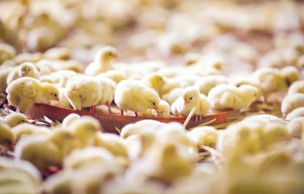 PHNIX Undertakes Heat Pump Project For The Largest Chick Breeding Farm in Asia